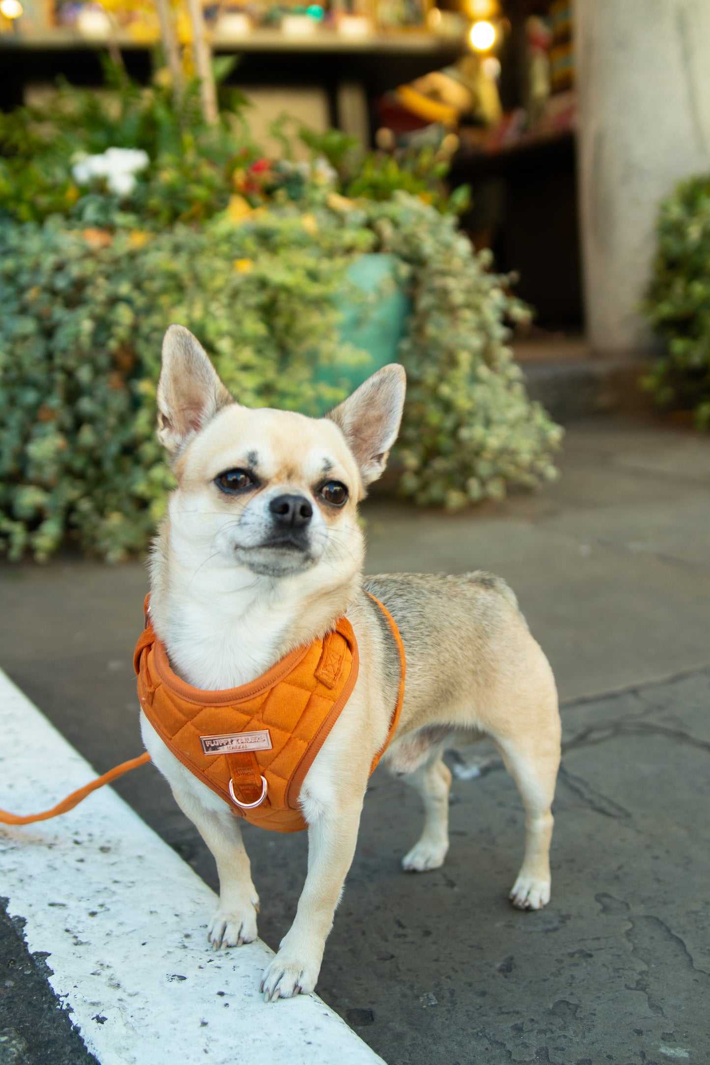 Elegant Orange Velvet Harness