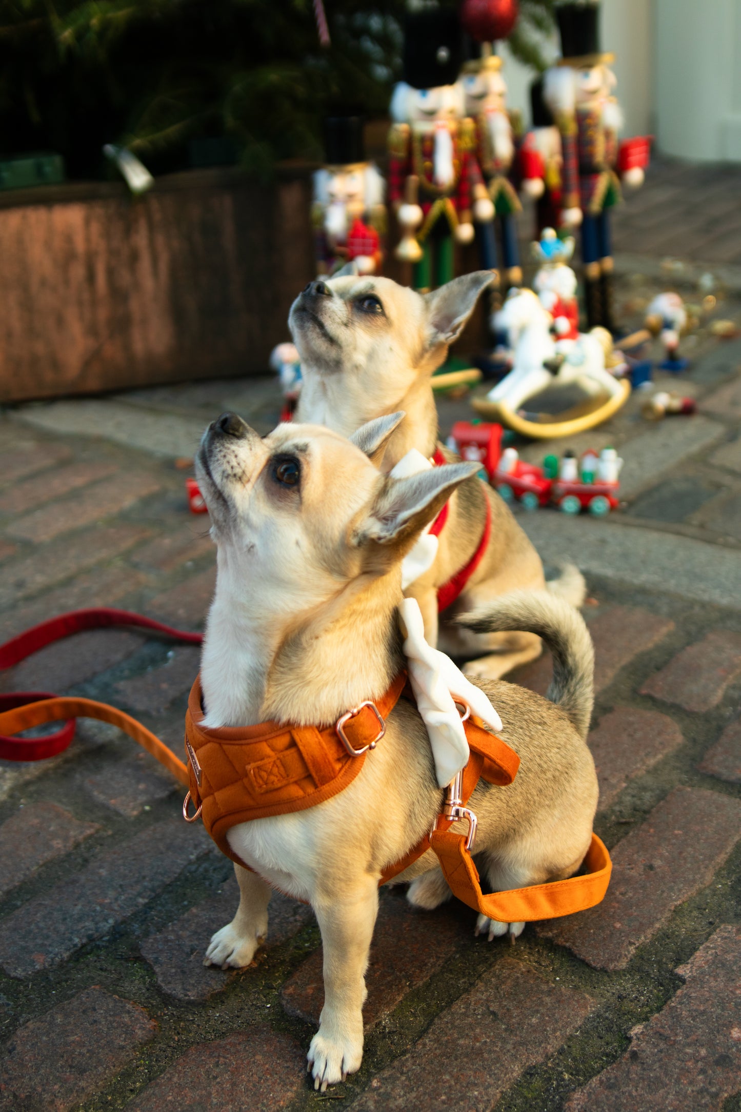 Elegant Orange Velvet Harness