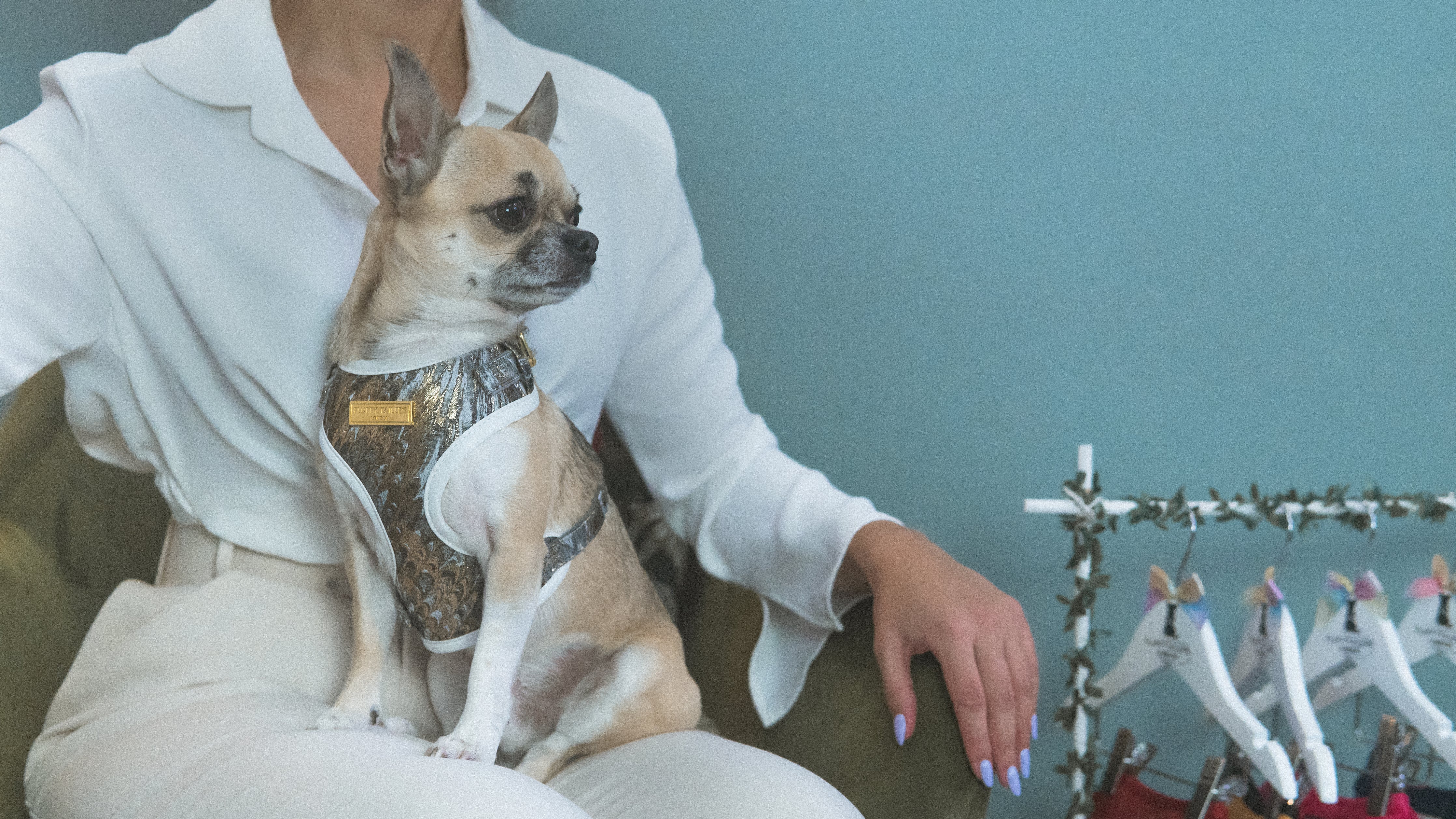 Fancy small dog outlet harness