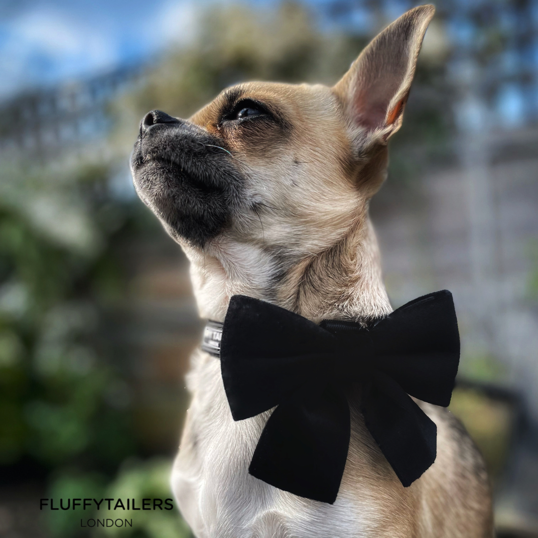 Classic Black Velvet Collar and Bow Tie