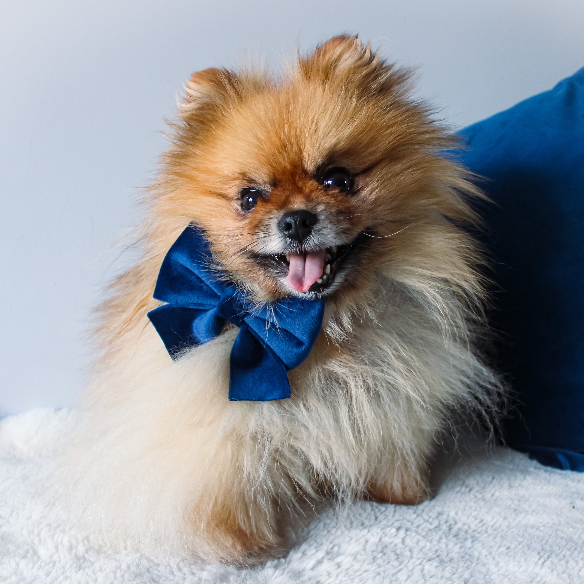 Royal Velvet Collar and Bow Tie