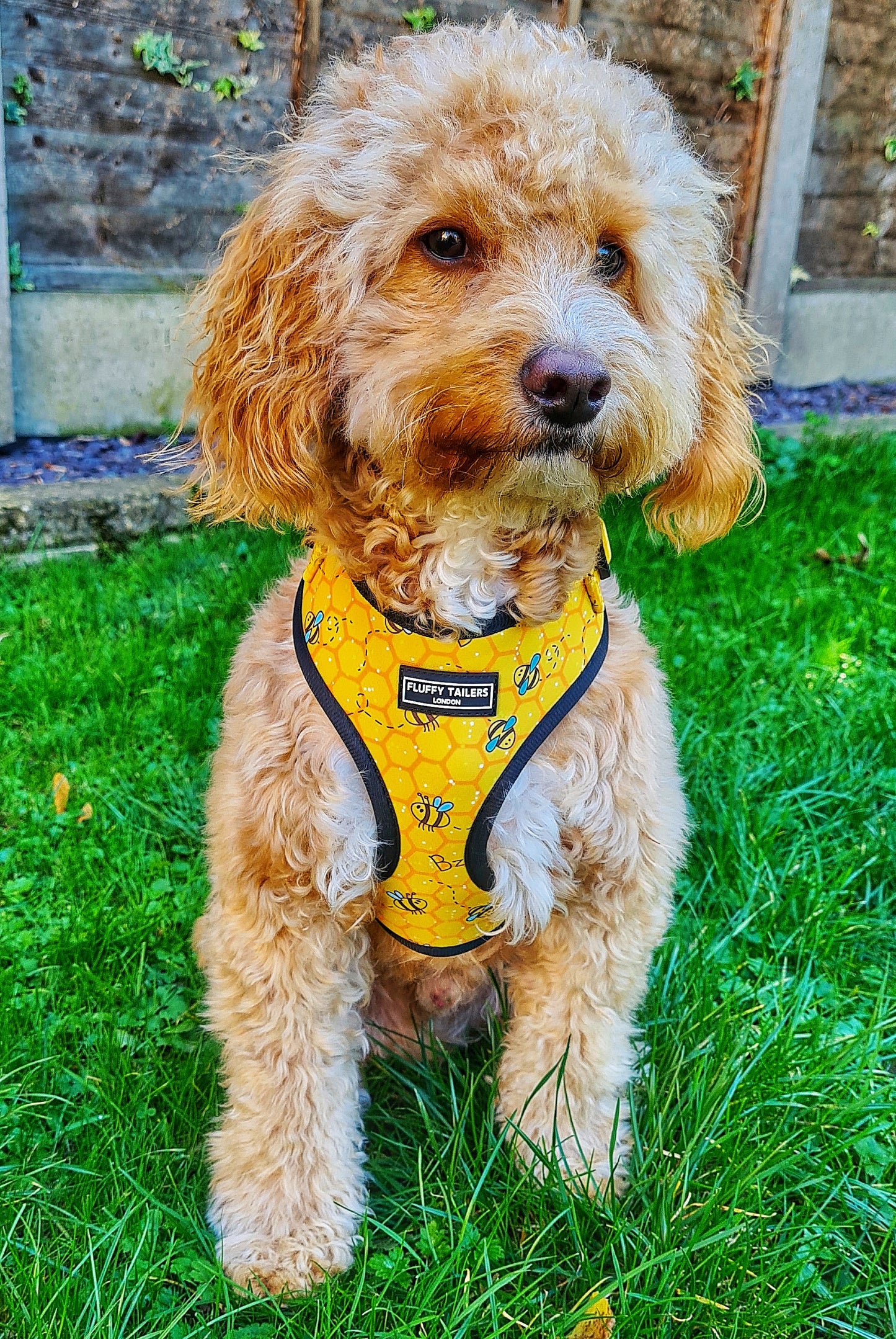 Bee Kind Harness 