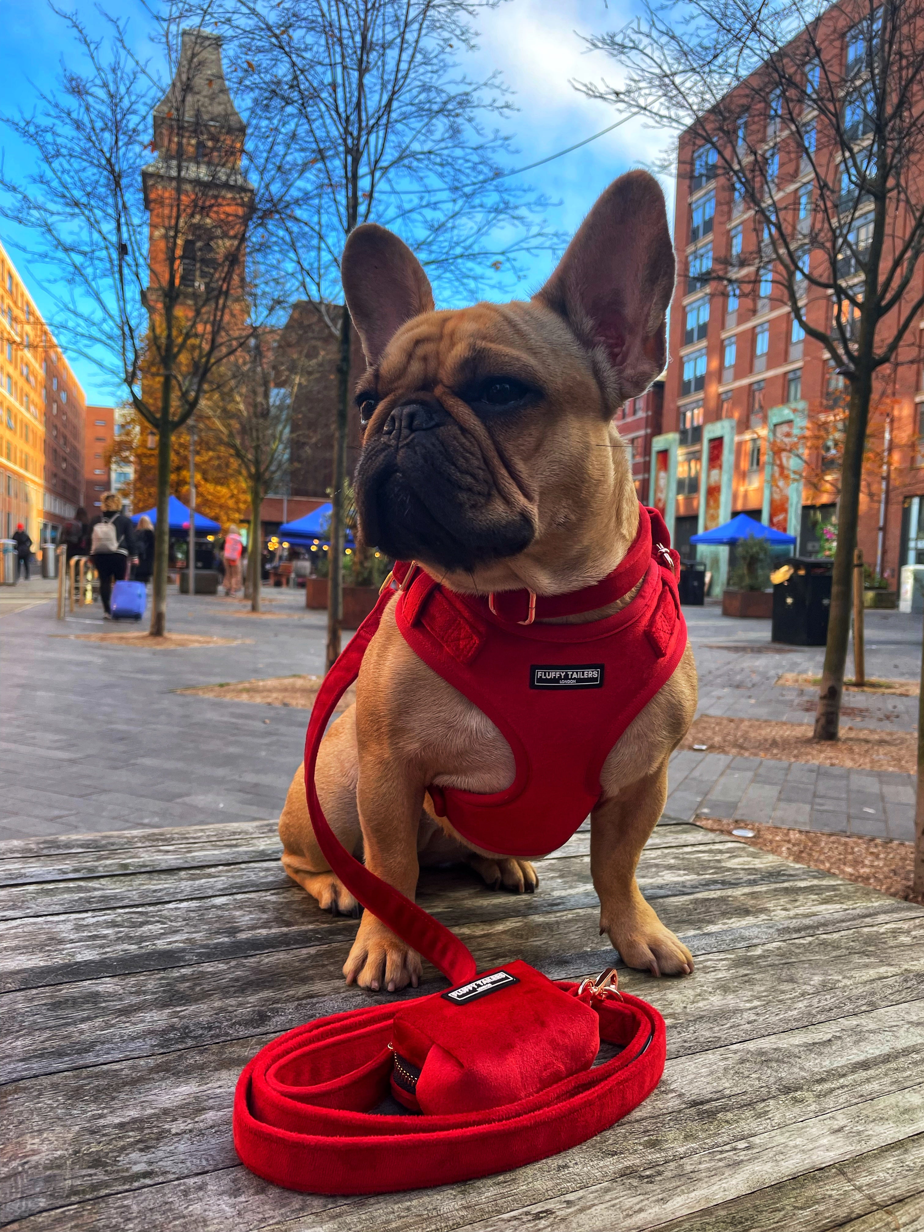 Christmas dog velvet collar, bad store holder and leash poop