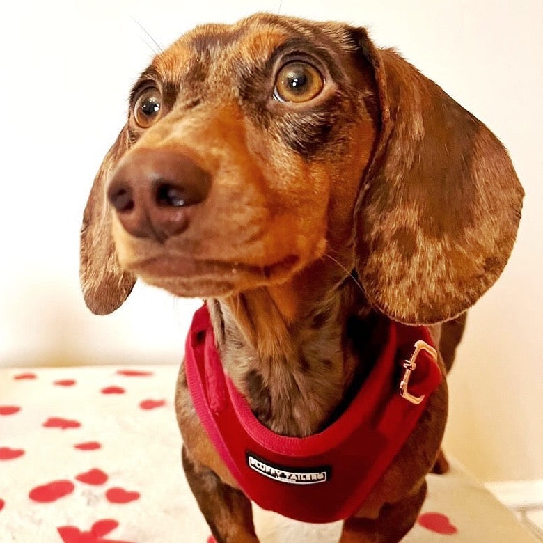 Luxury Velvet Harness