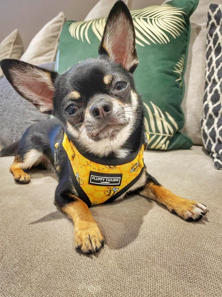 Bee Kind Harness 