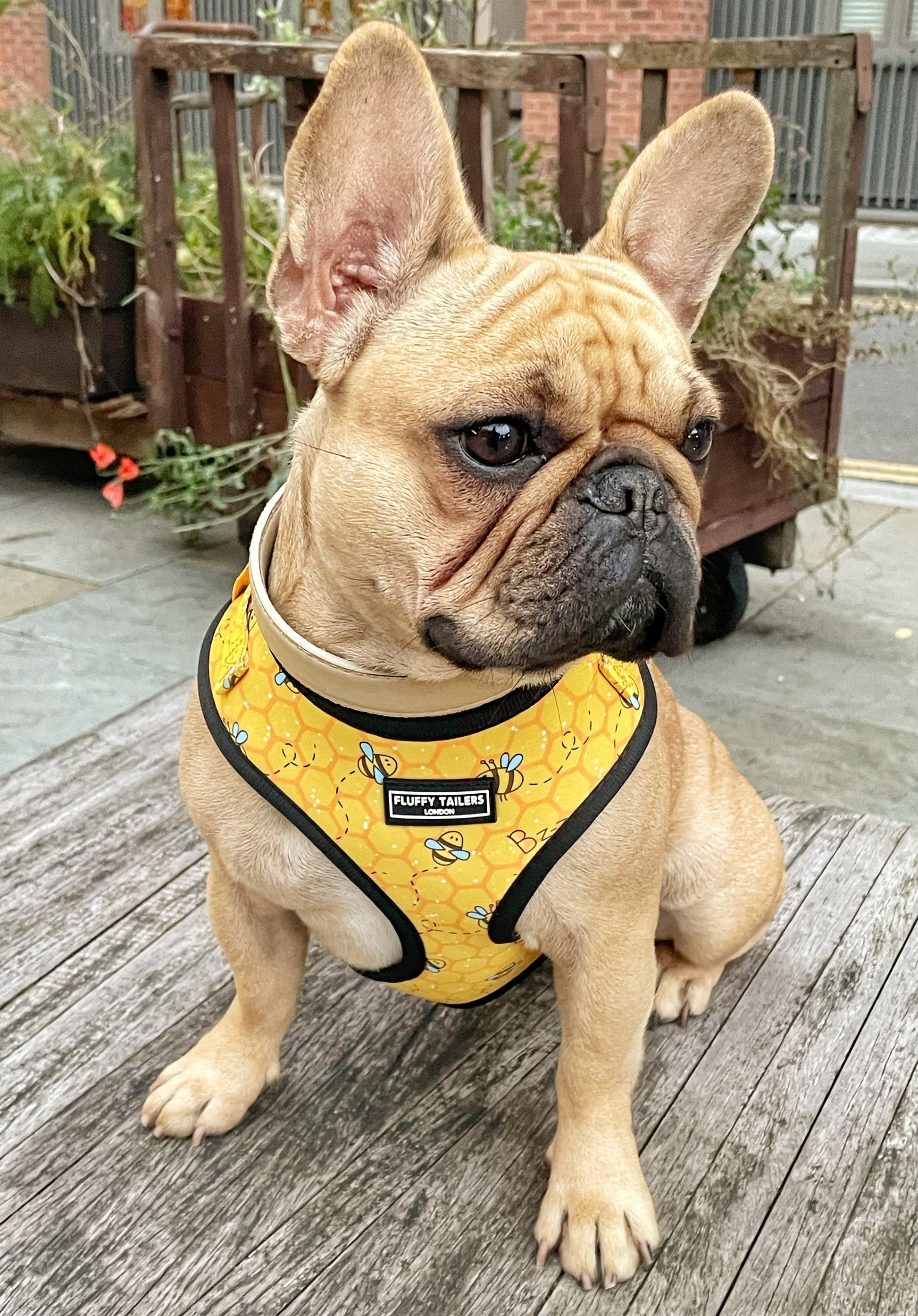 Cute Flower French Bulldog Harness Leash & Collar Set
