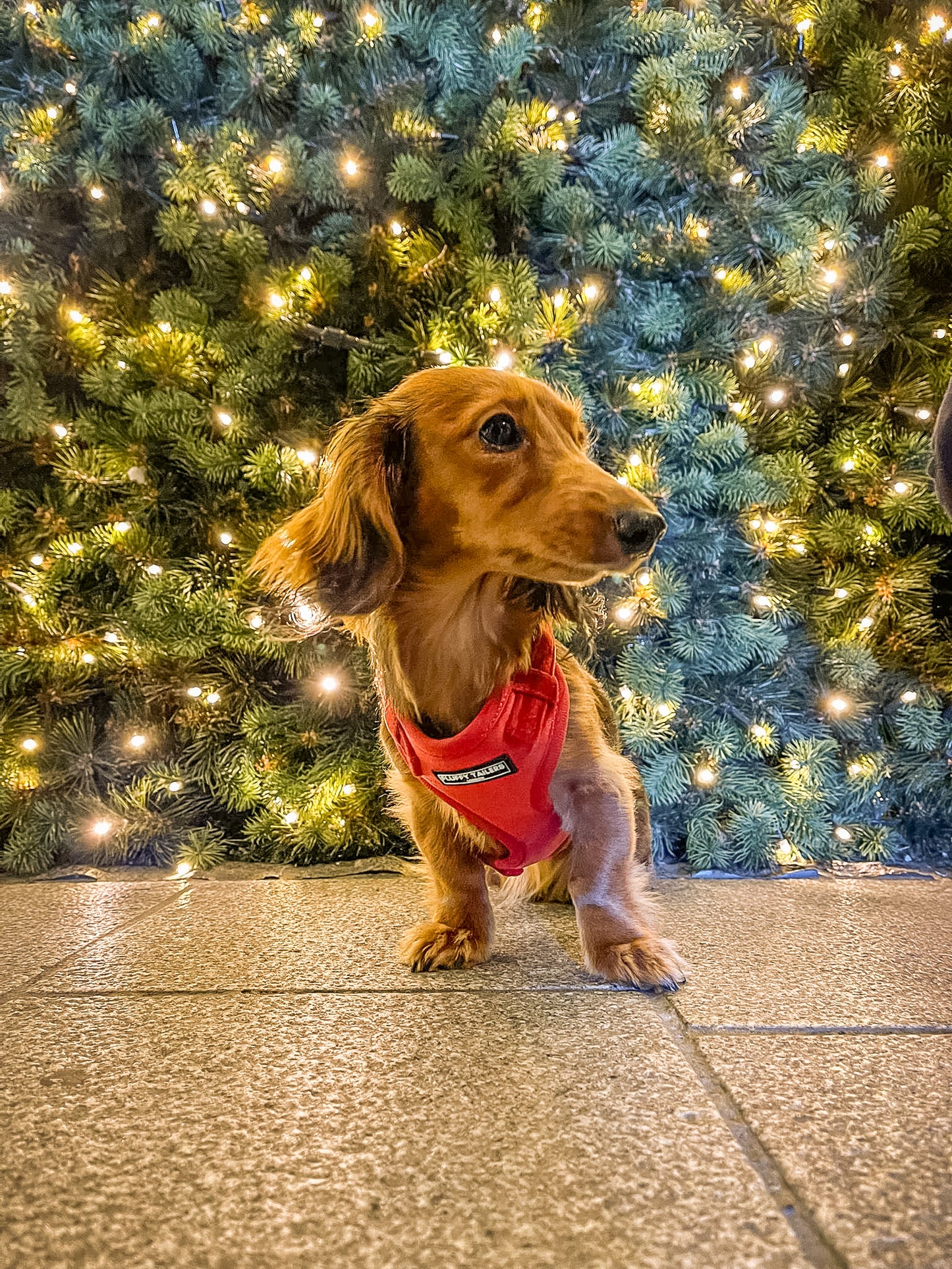 Luxury Velvet Harness