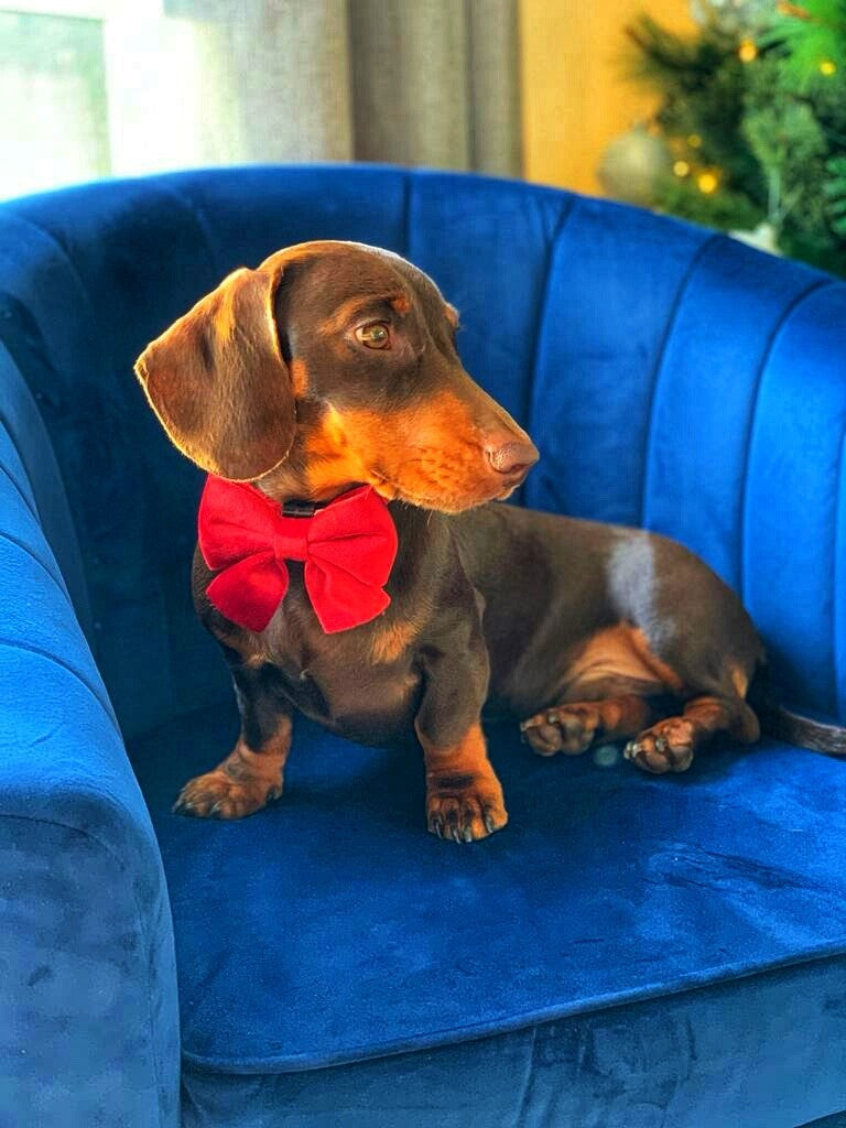 Luxury Velvet Collar and Bow Tie