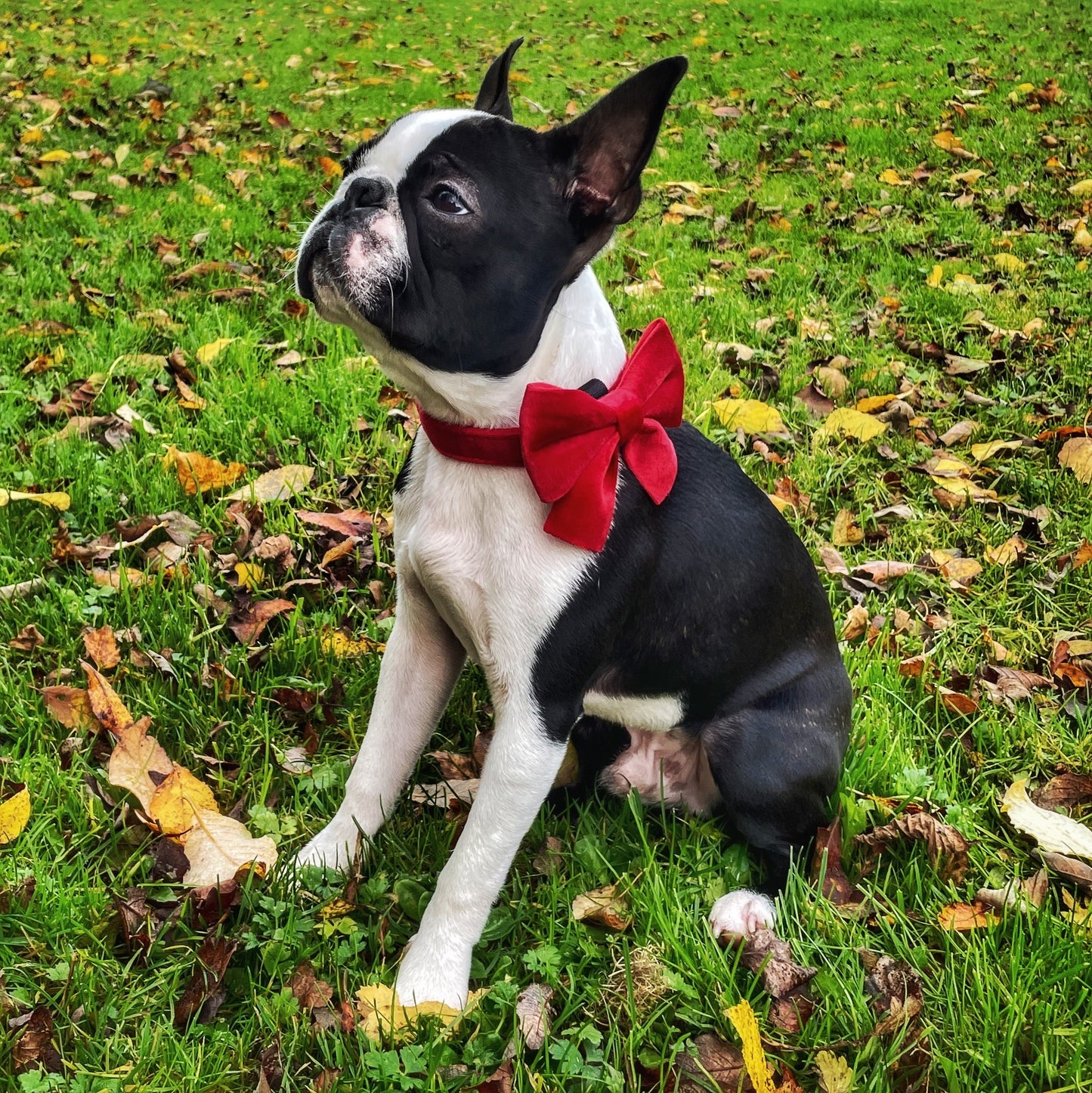 Luxury Velvet Collar and Bow Tie