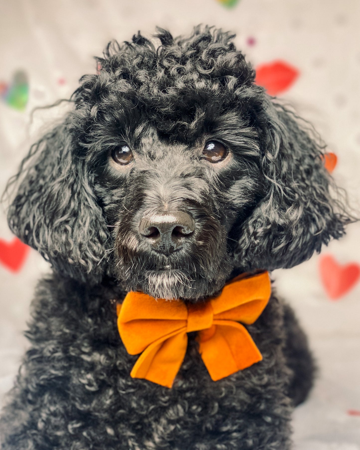 Elegant Orange Velvet Collar and Bow