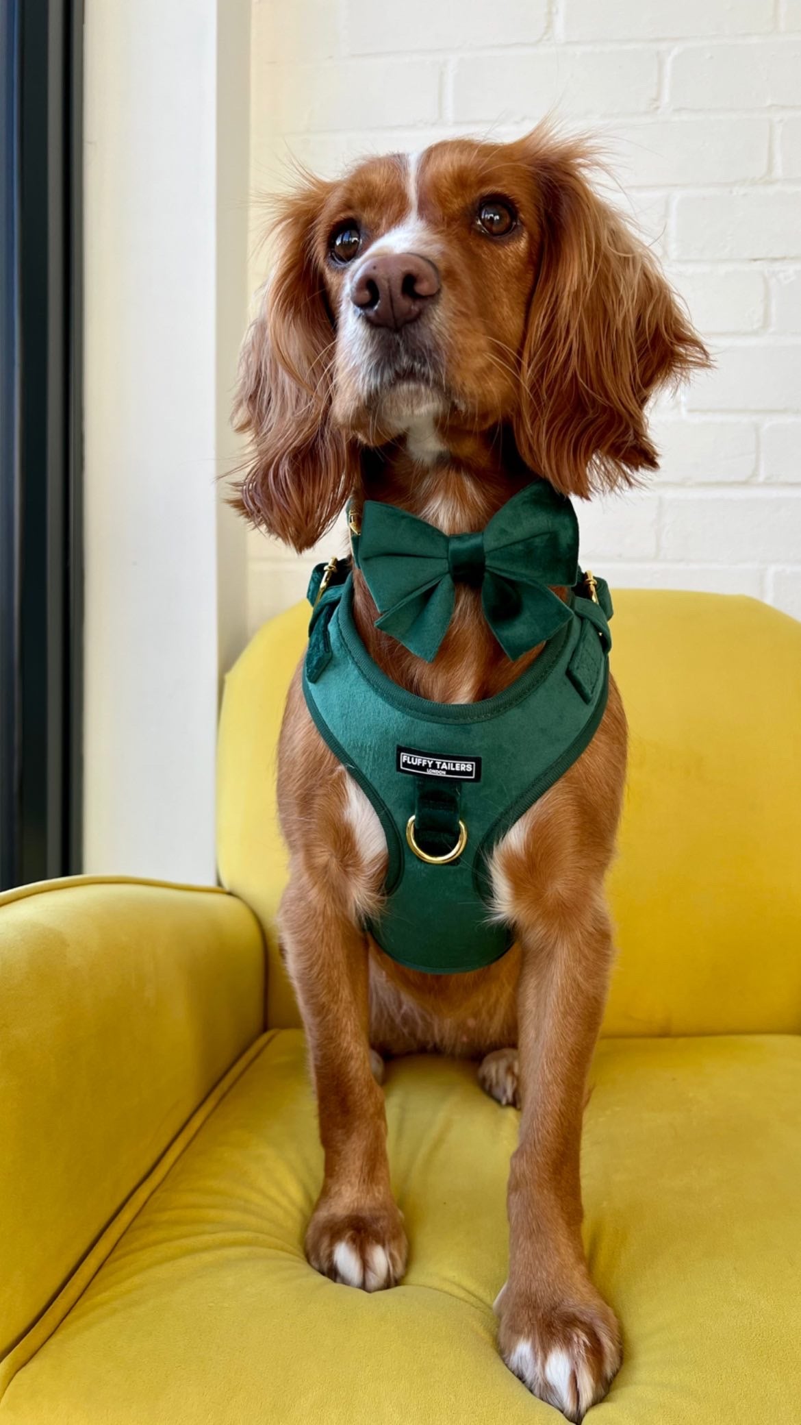 Dog & Puppy Harness - Emerald Green Cotton Webbing & Luxury Brass – Noggins  & Binkles
