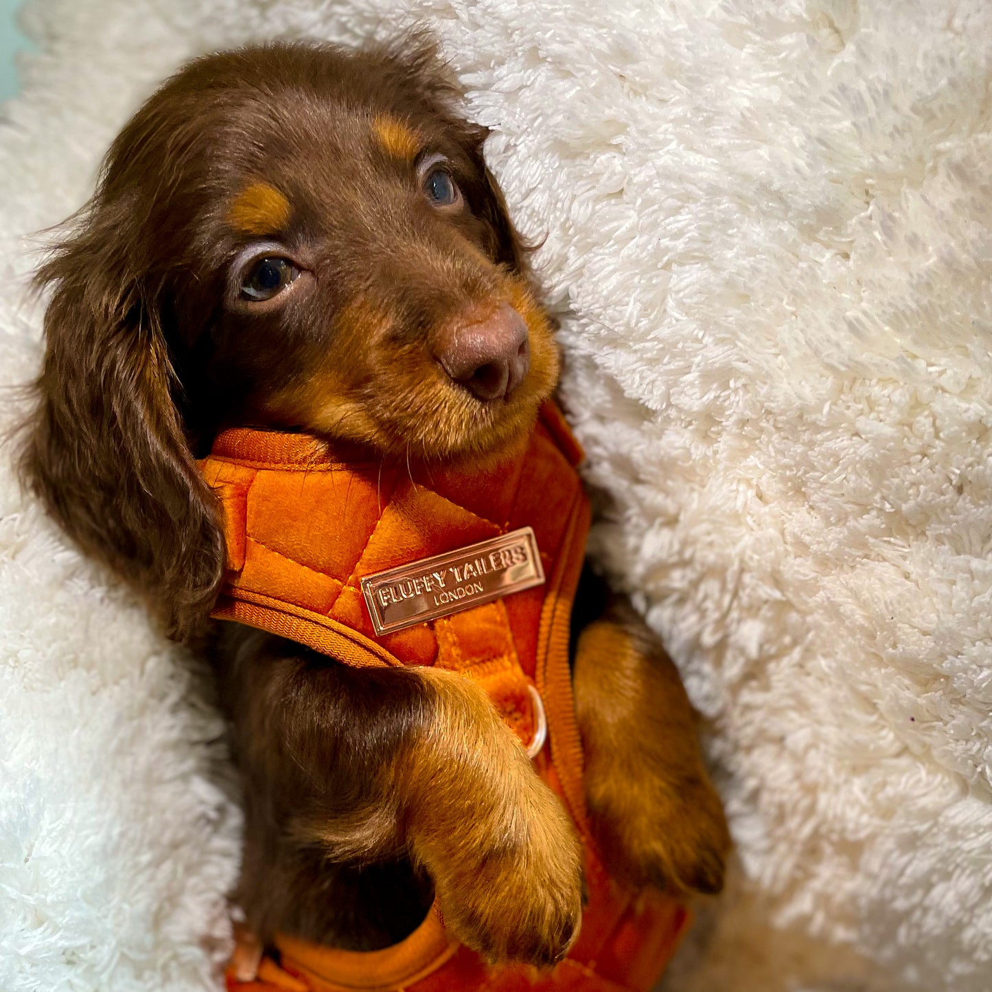 Elegant Orange Velvet Harness