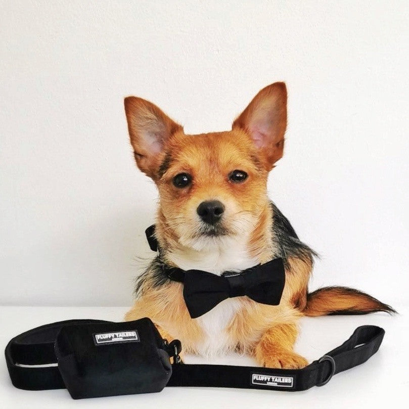 Classic Black Velvet Full Collection- - Dog Collar, Bow Tie, Leash and Poop Bag Holder